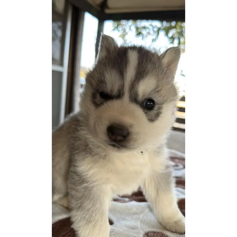 販売中の埼玉県のシベリアンハスキー-451557の6枚目