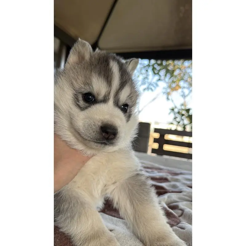 販売中の埼玉県のシベリアンハスキー-451557の5枚目