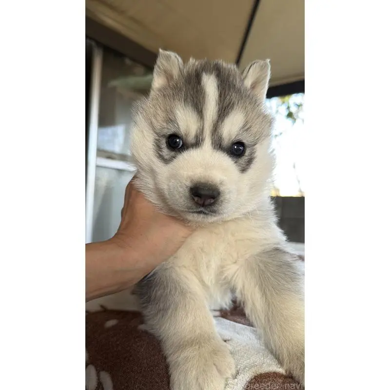 販売中の埼玉県のシベリアンハスキー-451557の4枚目