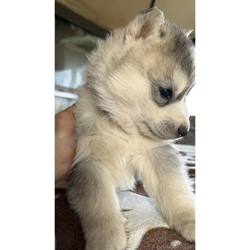 販売中の埼玉県のシベリアンハスキー-451557の3枚目