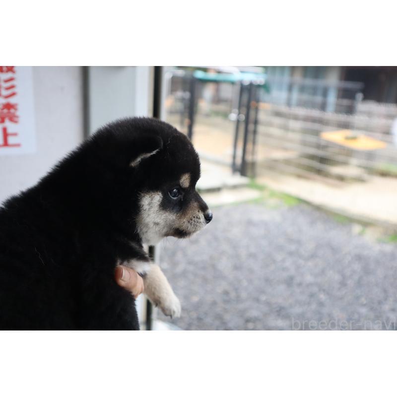 販売中の滋賀県の柴犬-451568の2枚目