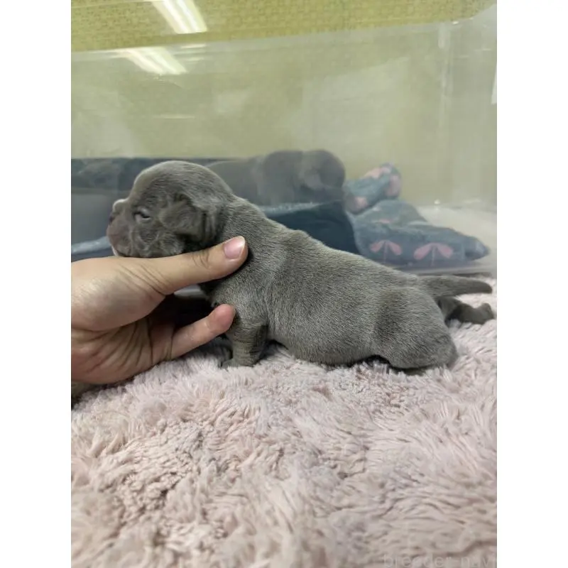 販売中の茨城県のエキゾチックブリー-451558の5枚目