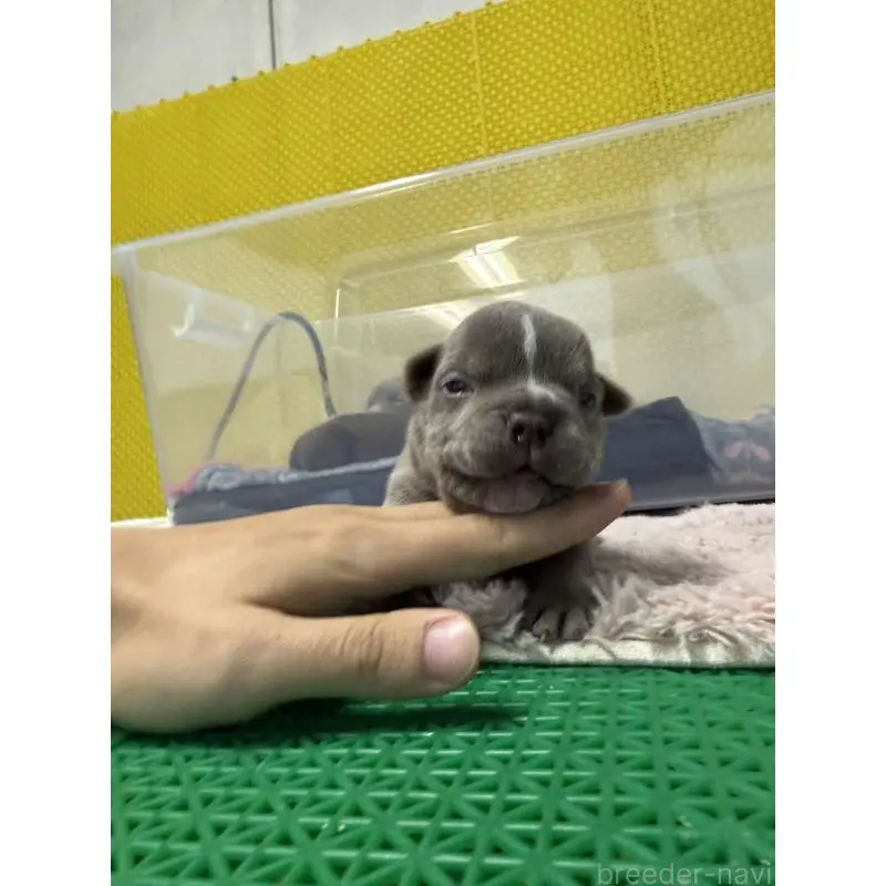 販売中の茨城県のエキゾチックブリー-451558の4枚目