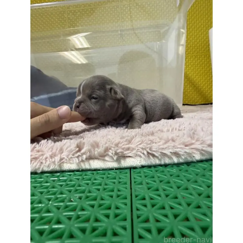 販売中の茨城県のエキゾチックブリー-451558の3枚目