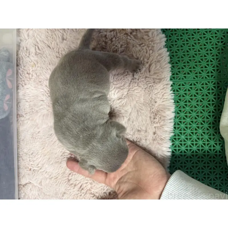 販売中の茨城県のエキゾチックブリー-451558の2枚目