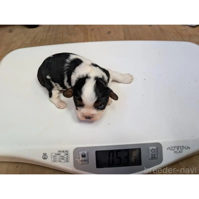 販売中の埼玉県のキャバリアキングチャールズスパニエル-451556の5枚目