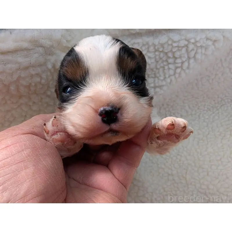 販売中の埼玉県のキャバリアキングチャールズスパニエル-451556の4枚目