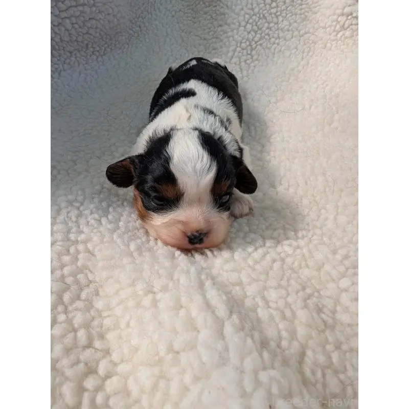 販売中の埼玉県のキャバリアキングチャールズスパニエル-451556の2枚目