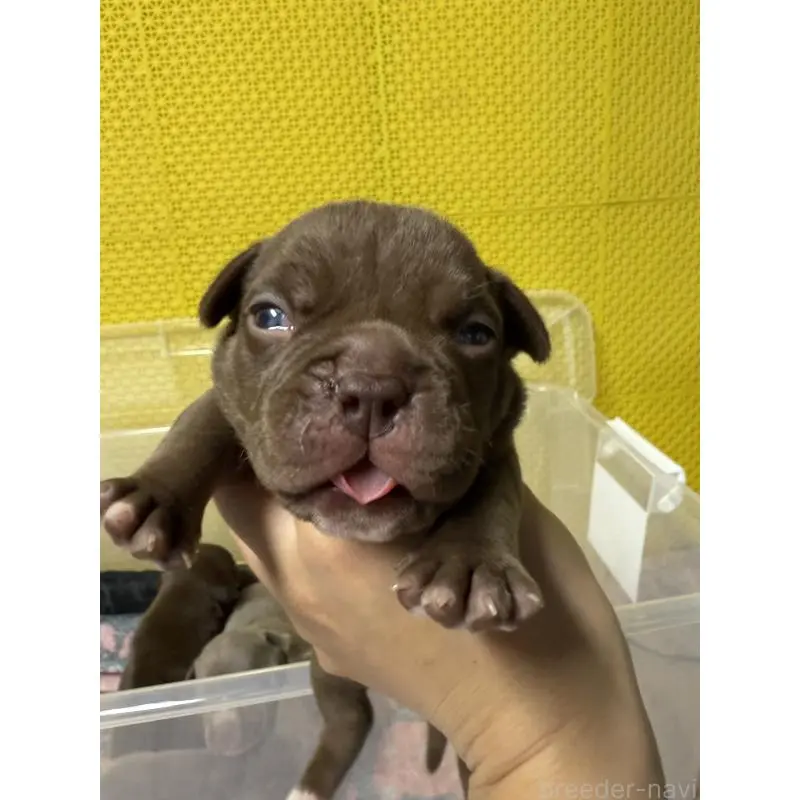 販売中の茨城県のエキゾチックブリー-451559の6枚目