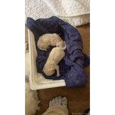 ♀︎スタンダードプードル