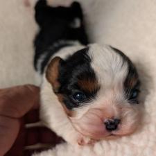 ♀︎キャバリアキングチャールズスパニエル