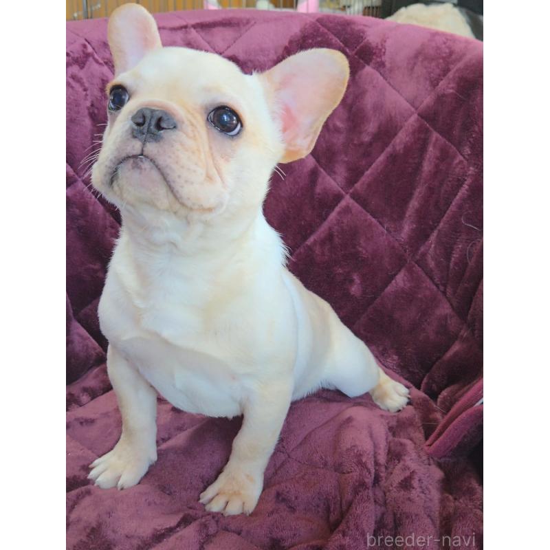 販売中の群馬県のフレンチブルドッグ-446146の7枚目
