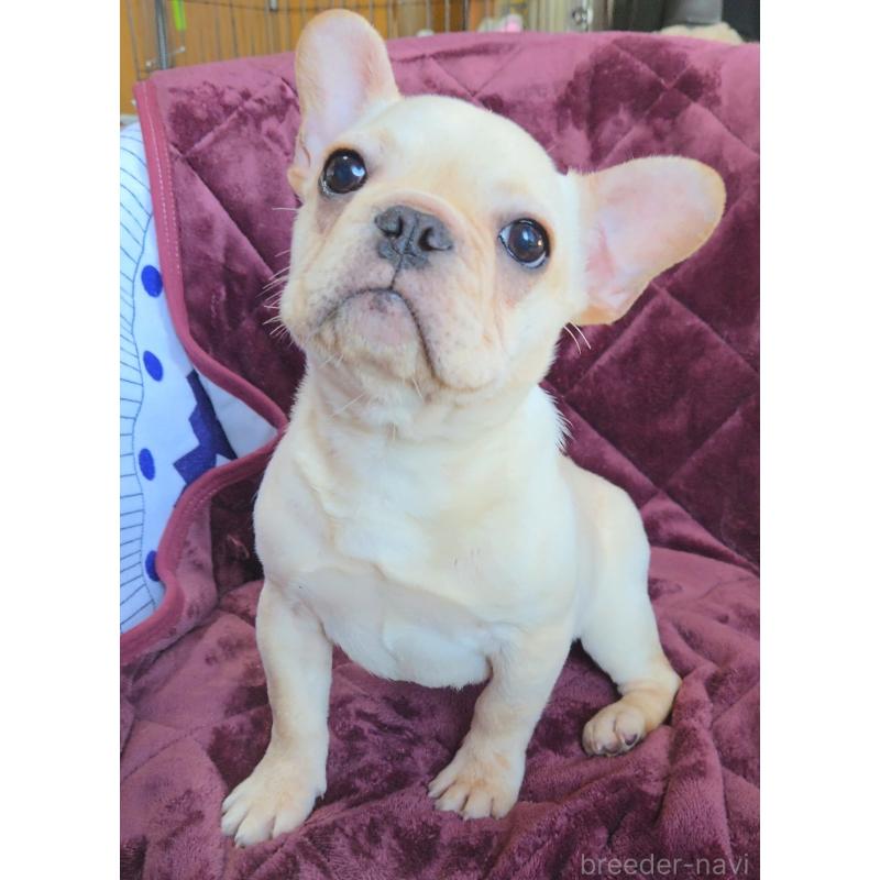 販売中の群馬県のフレンチブルドッグ-446146の6枚目