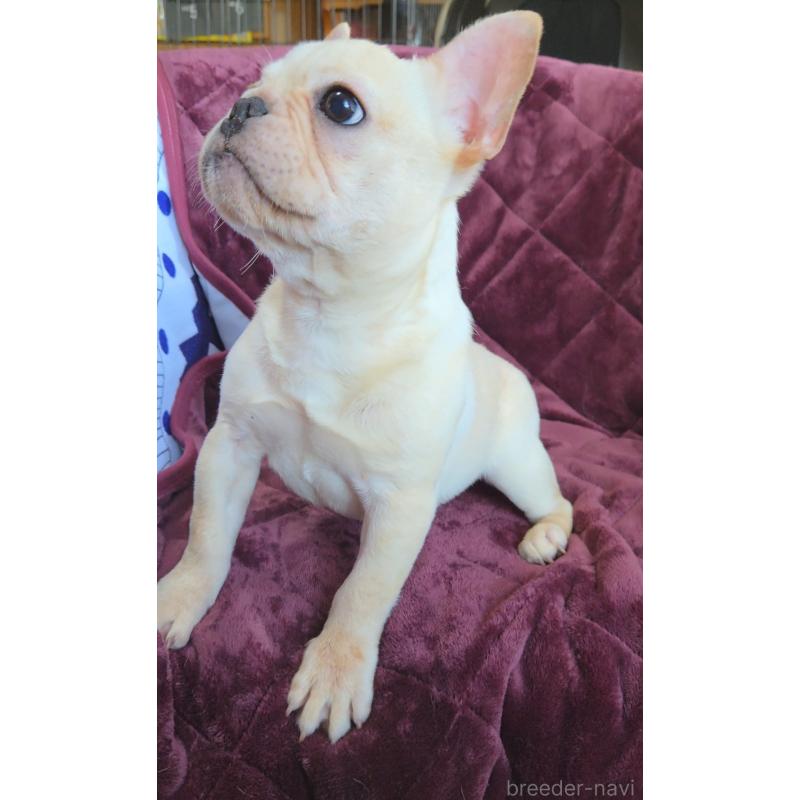 販売中の群馬県のフレンチブルドッグ-446146の5枚目