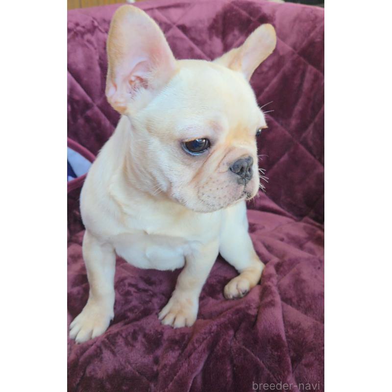 販売中の群馬県のフレンチブルドッグ-446146の4枚目
