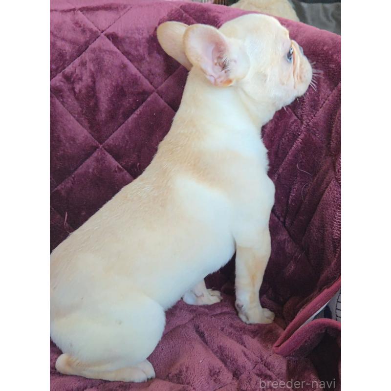 販売中の群馬県のフレンチブルドッグ-446146の3枚目