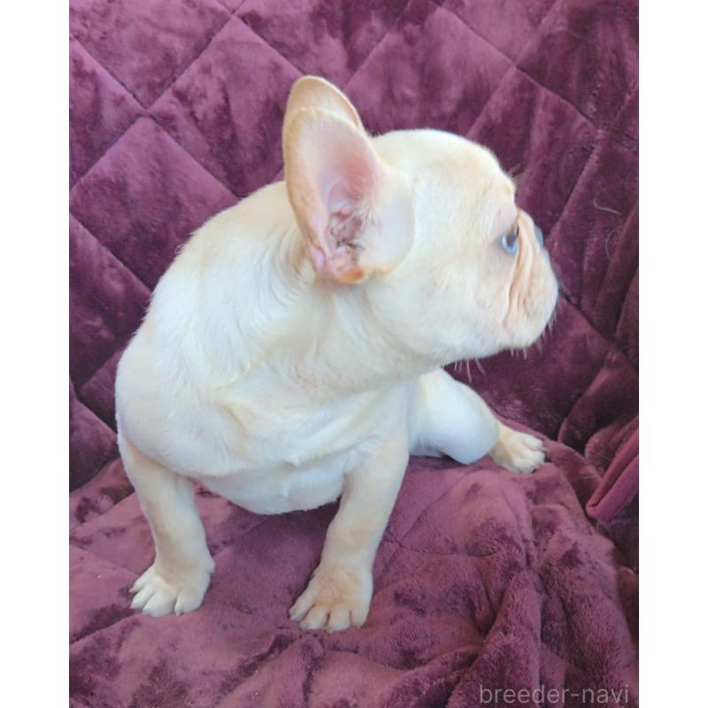 販売中の群馬県のフレンチブルドッグ-446146の2枚目