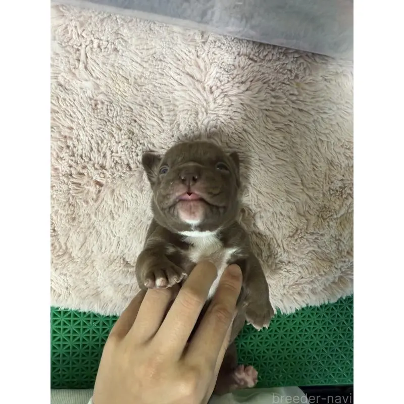 販売中の茨城県のエキゾチックブリー-451559の4枚目