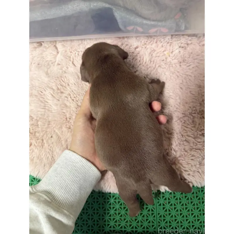 販売中の茨城県のエキゾチックブリー-451559の2枚目