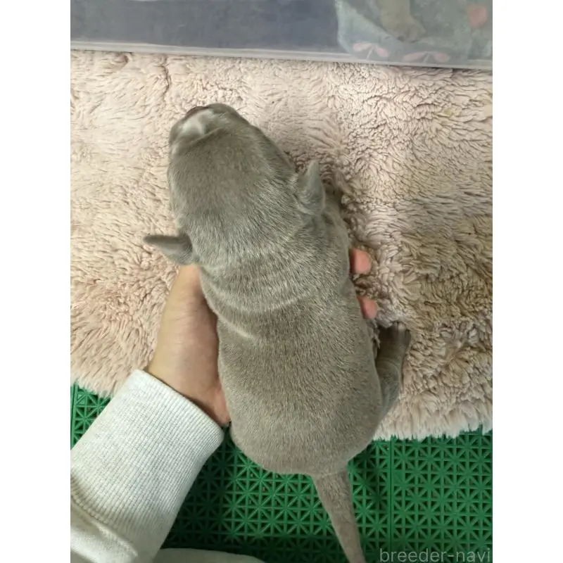 販売中の茨城県のエキゾチックブリー-451560の5枚目