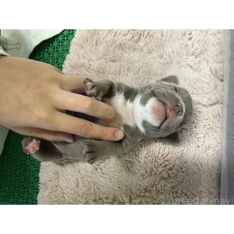 販売中の茨城県のエキゾチックブリー-451560の4枚目