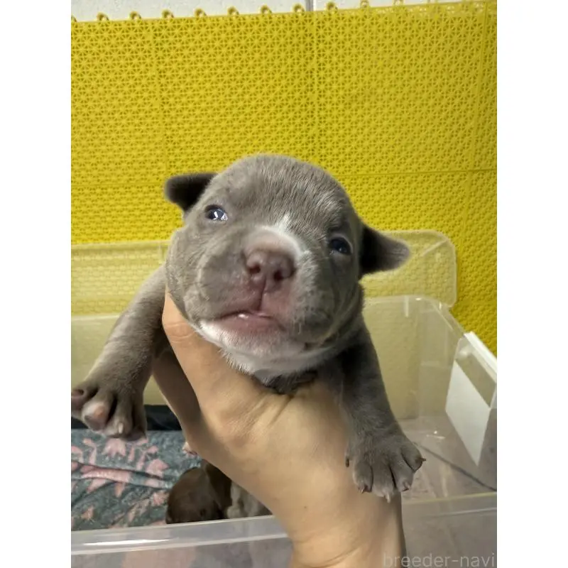 販売中の茨城県のエキゾチックブリー-451560の3枚目