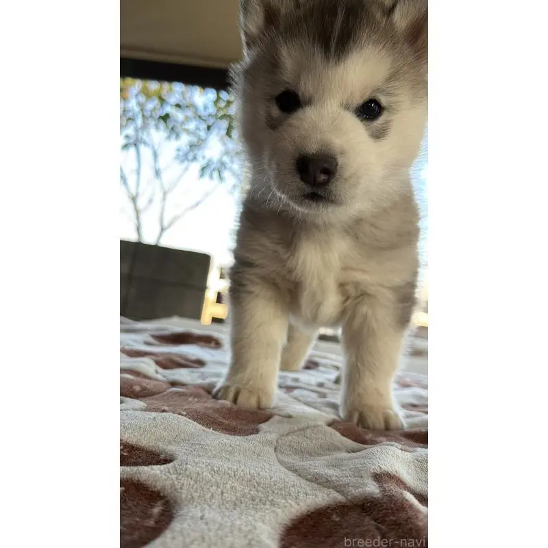 販売中の埼玉県のシベリアンハスキー-451561の27枚目