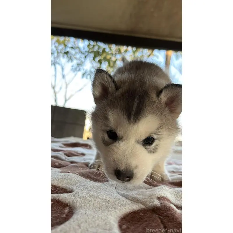 販売中の埼玉県のシベリアンハスキー-451561の25枚目