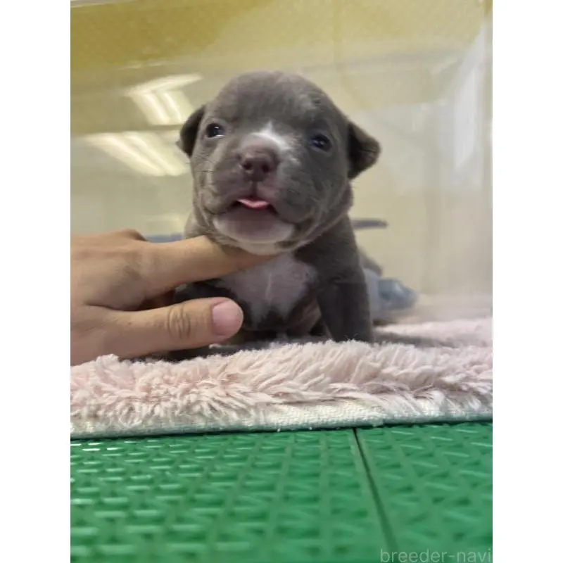 販売中の茨城県のエキゾチックブリー-451560の2枚目