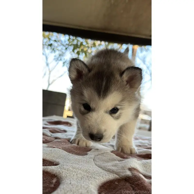 販売中の埼玉県のシベリアンハスキー-451561の24枚目