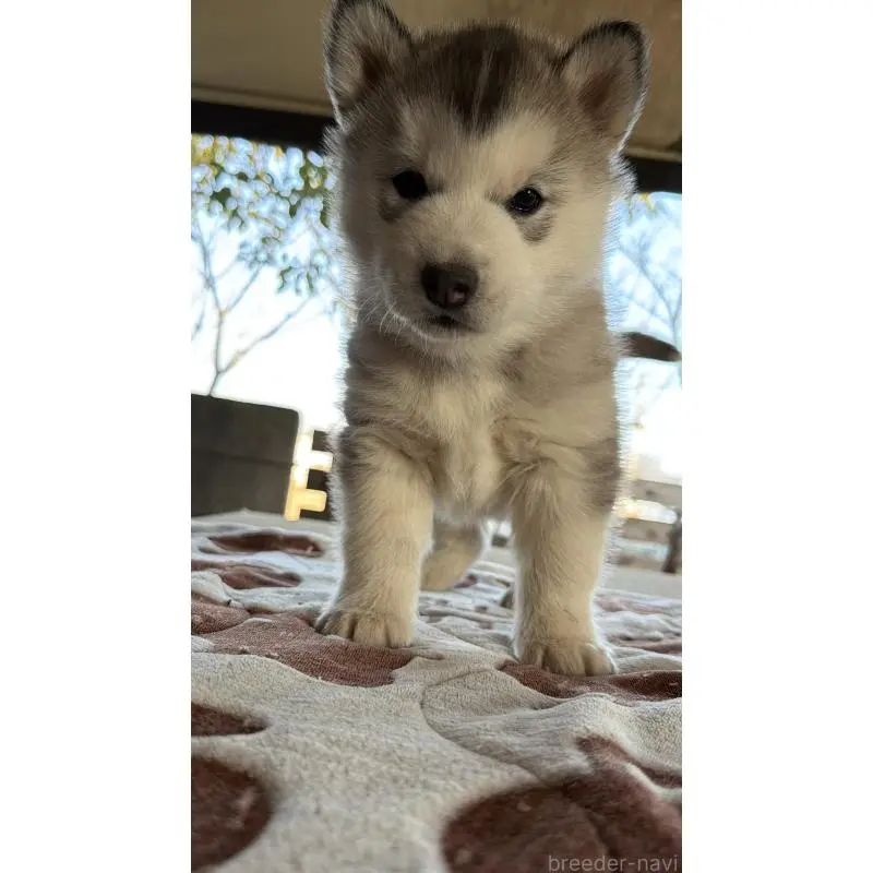 販売中の埼玉県のシベリアンハスキー-451561の23枚目