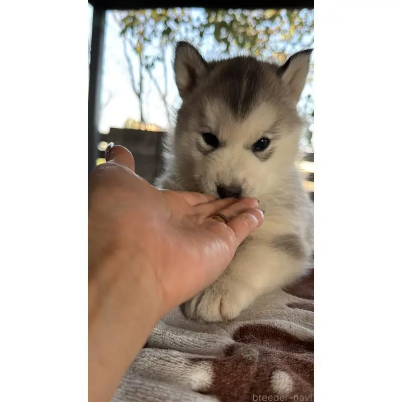 販売中の埼玉県のシベリアンハスキー-451561の21枚目