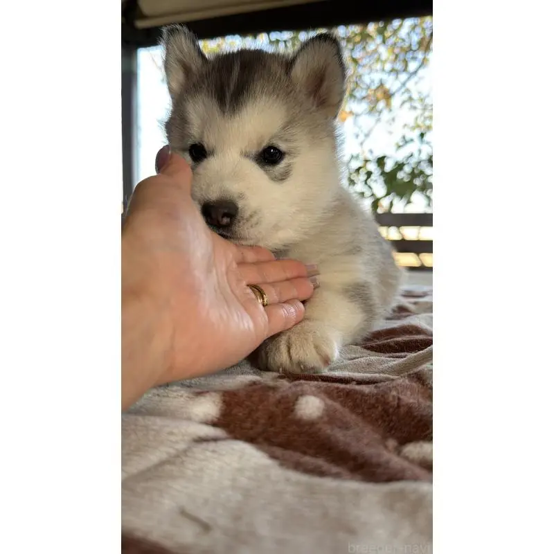 販売中の埼玉県のシベリアンハスキー-451561の20枚目