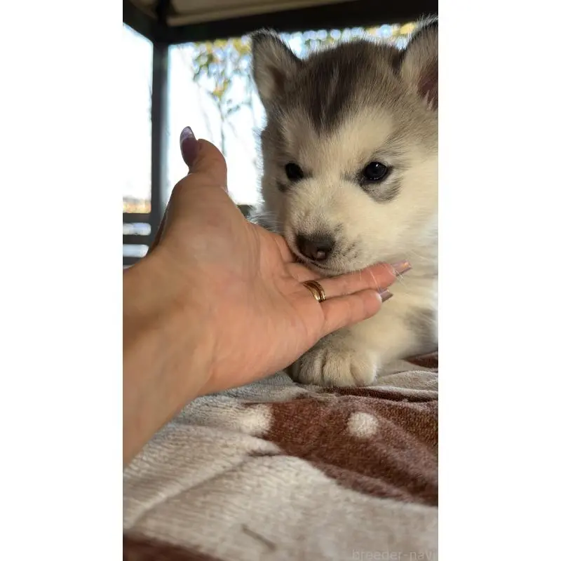 販売中の埼玉県のシベリアンハスキー-451561の19枚目