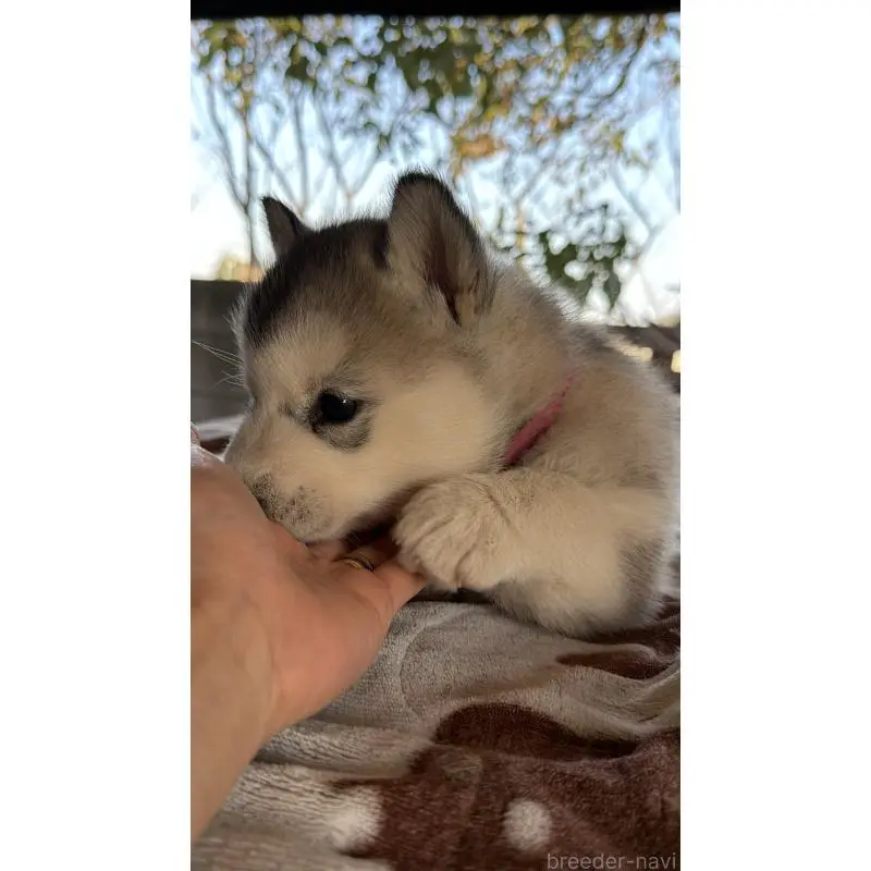 販売中の埼玉県のシベリアンハスキー-451561の17枚目