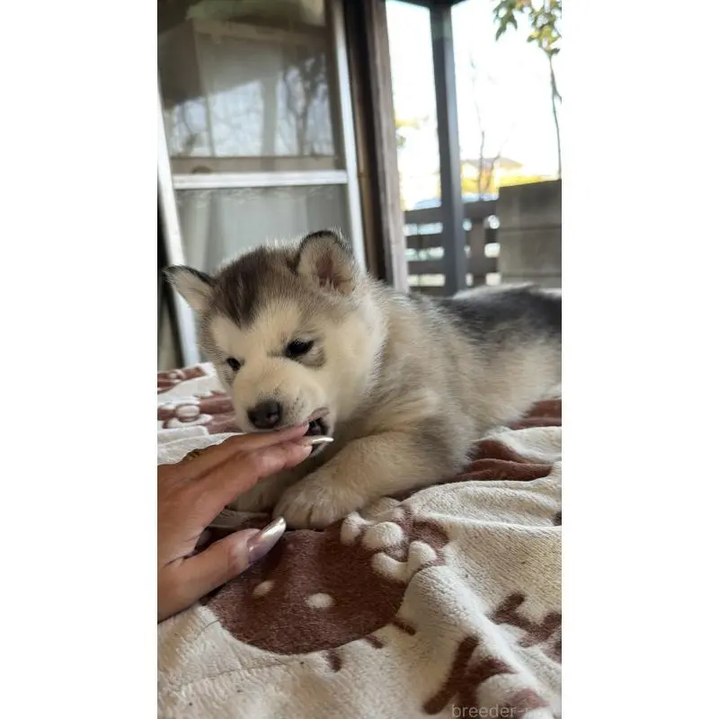 販売中の埼玉県のシベリアンハスキー-451561の16枚目