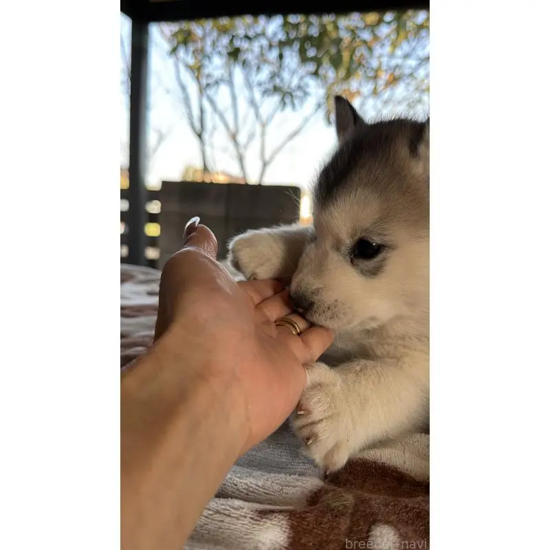 販売中の埼玉県のシベリアンハスキー-451561の15枚目