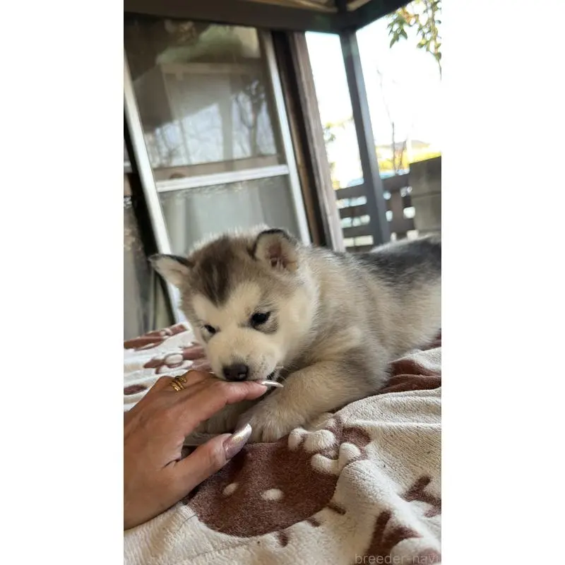 販売中の埼玉県のシベリアンハスキー-451561の14枚目