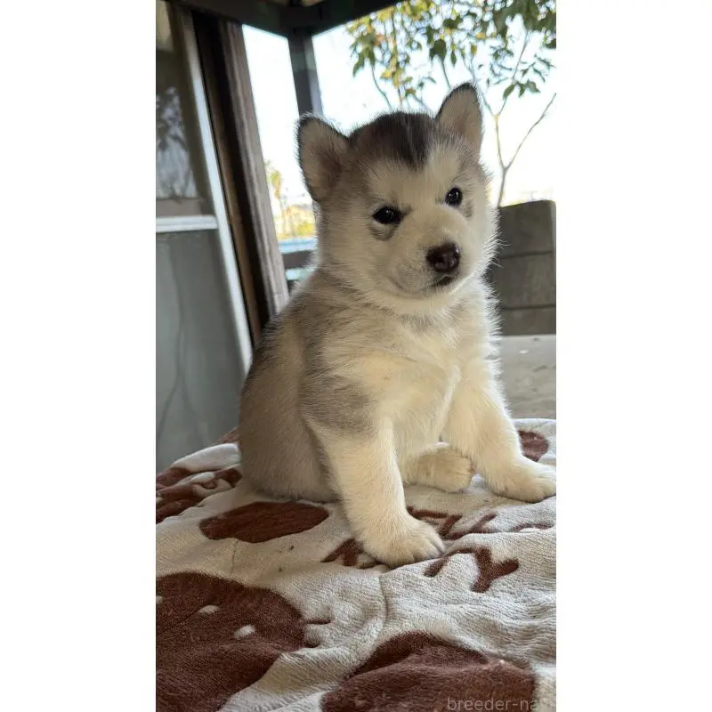 販売中の埼玉県のシベリアンハスキー-451561の13枚目