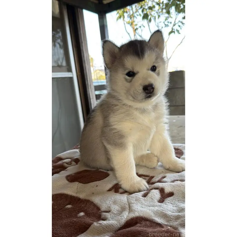 販売中の埼玉県のシベリアンハスキー-451561の12枚目