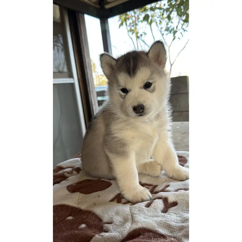 販売中の埼玉県のシベリアンハスキー-451561の11枚目