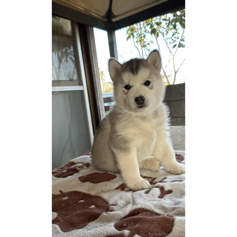 販売中の埼玉県のシベリアンハスキー-451561の9枚目