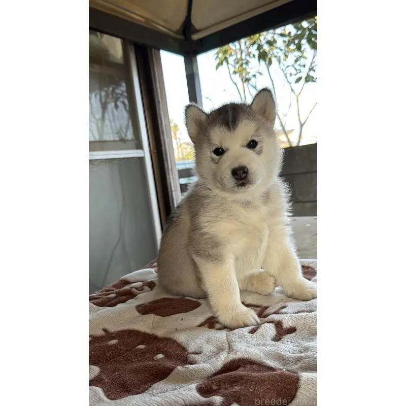 販売中の埼玉県のシベリアンハスキー-451561の8枚目