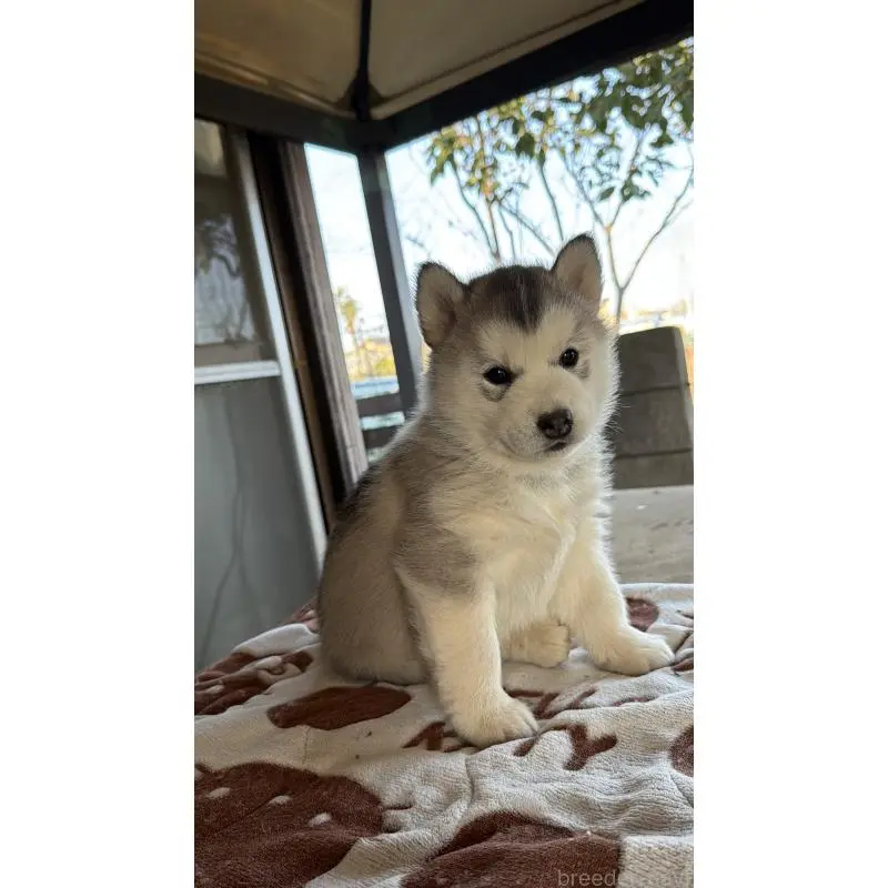 販売中の埼玉県のシベリアンハスキー-451561の7枚目