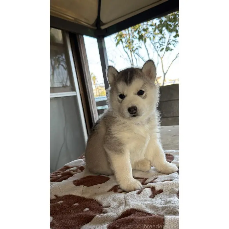 販売中の埼玉県のシベリアンハスキー-451561の6枚目