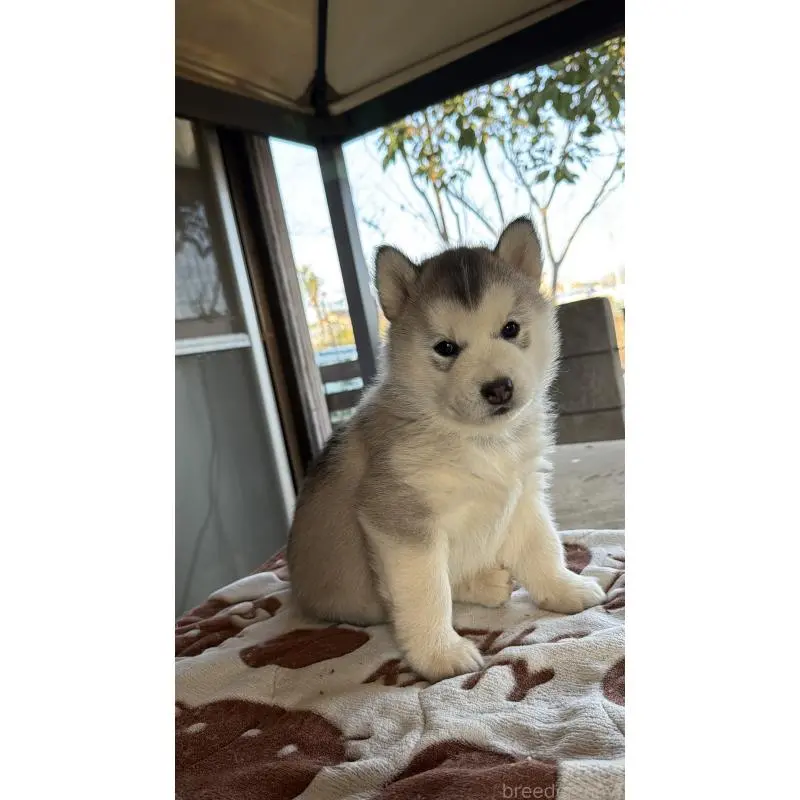 販売中の埼玉県のシベリアンハスキー-451561の5枚目