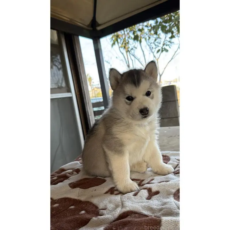 販売中の埼玉県のシベリアンハスキー-451561の4枚目