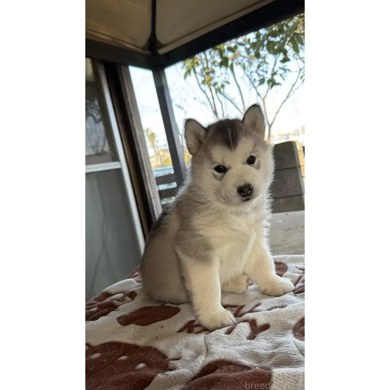 販売中の埼玉県のシベリアンハスキー-451561の3枚目