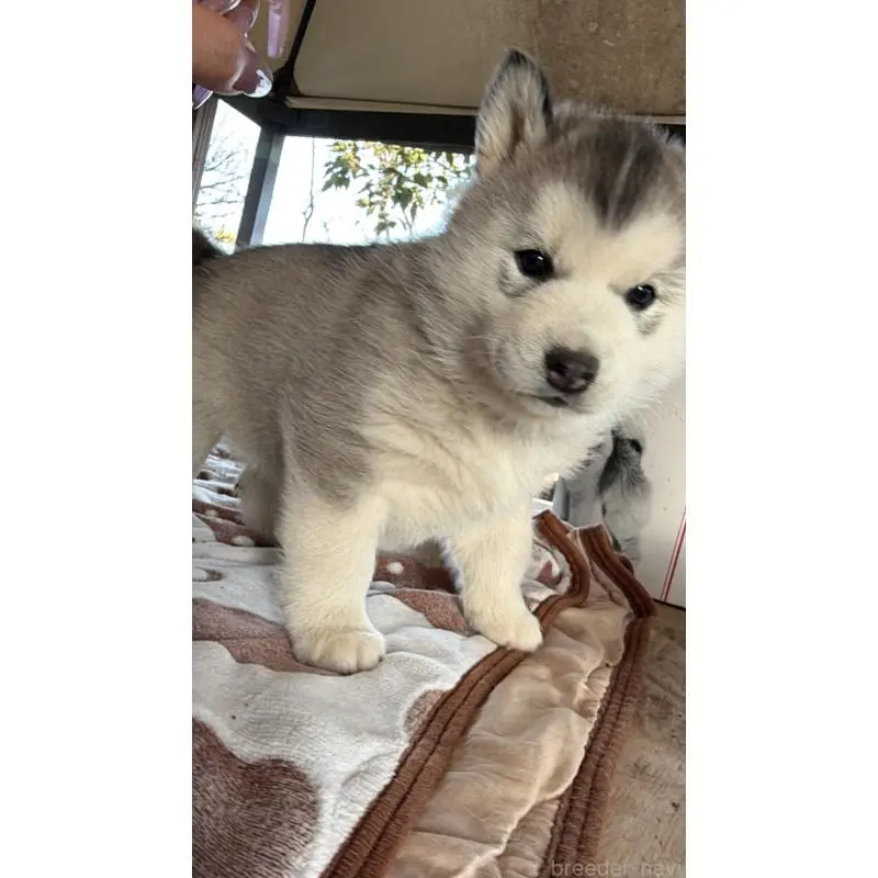 販売中の埼玉県のシベリアンハスキー-451561の2枚目