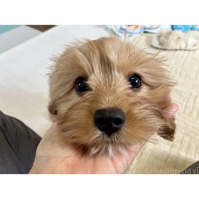 販売中の福岡県のミックス犬-431434の7枚目